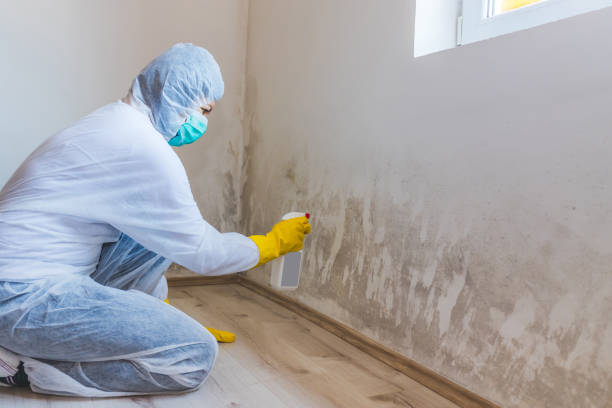 Professional mold removal team in Jackson